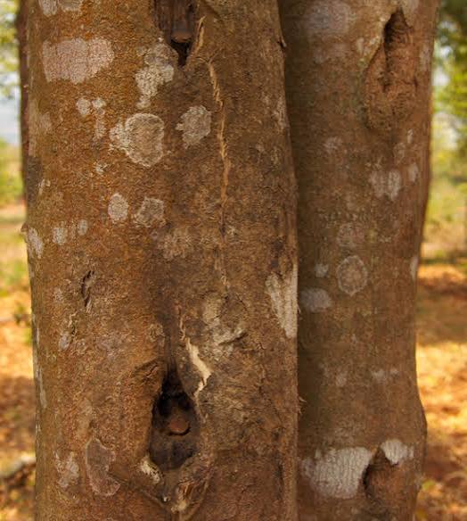 Agarwood Plants — Browse 1 varieties